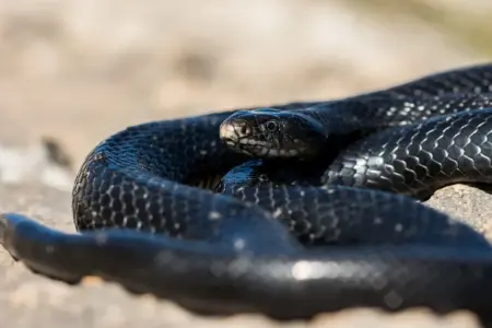 Black Mamba Drug
