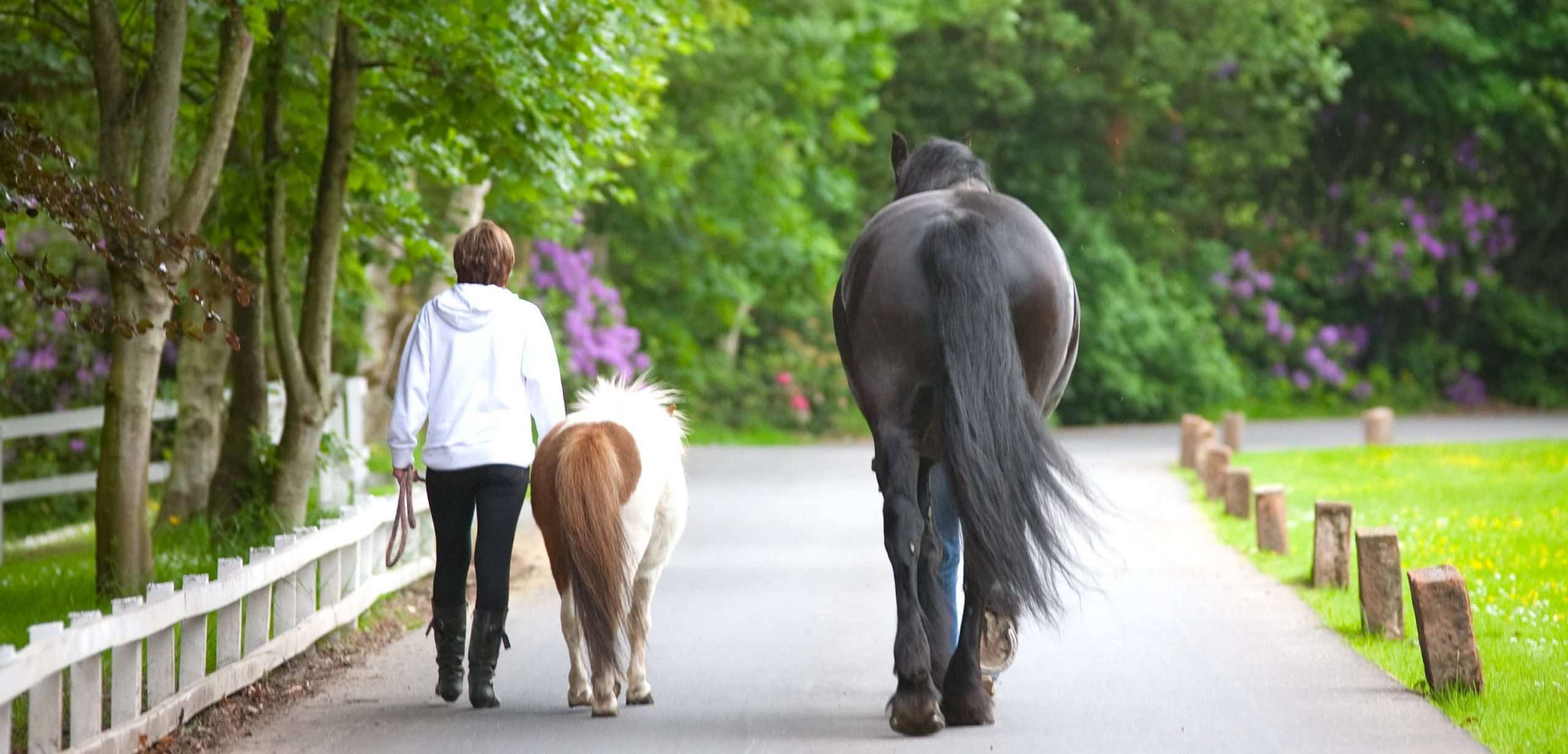 equine therapy