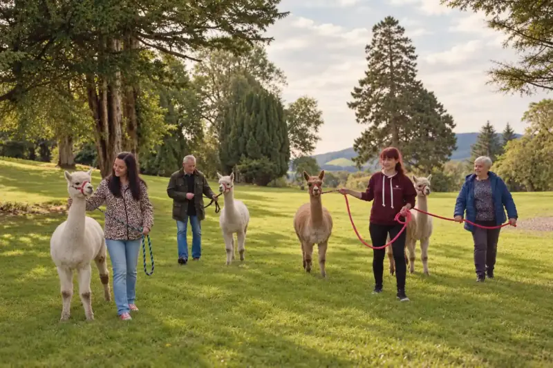 Alpaca Therapy Outside Castle Craig Rehab