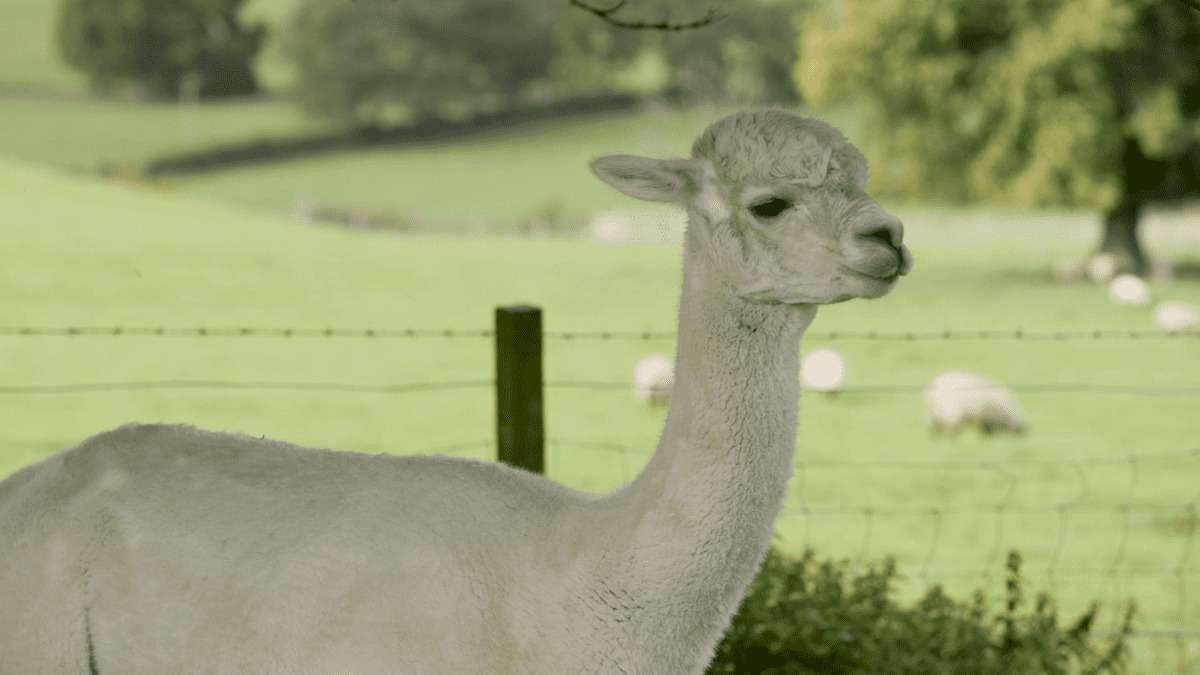 Alpaca at Castle Craig