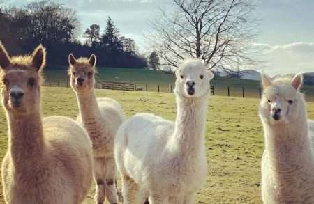 Castle Craig's Four Alpacas