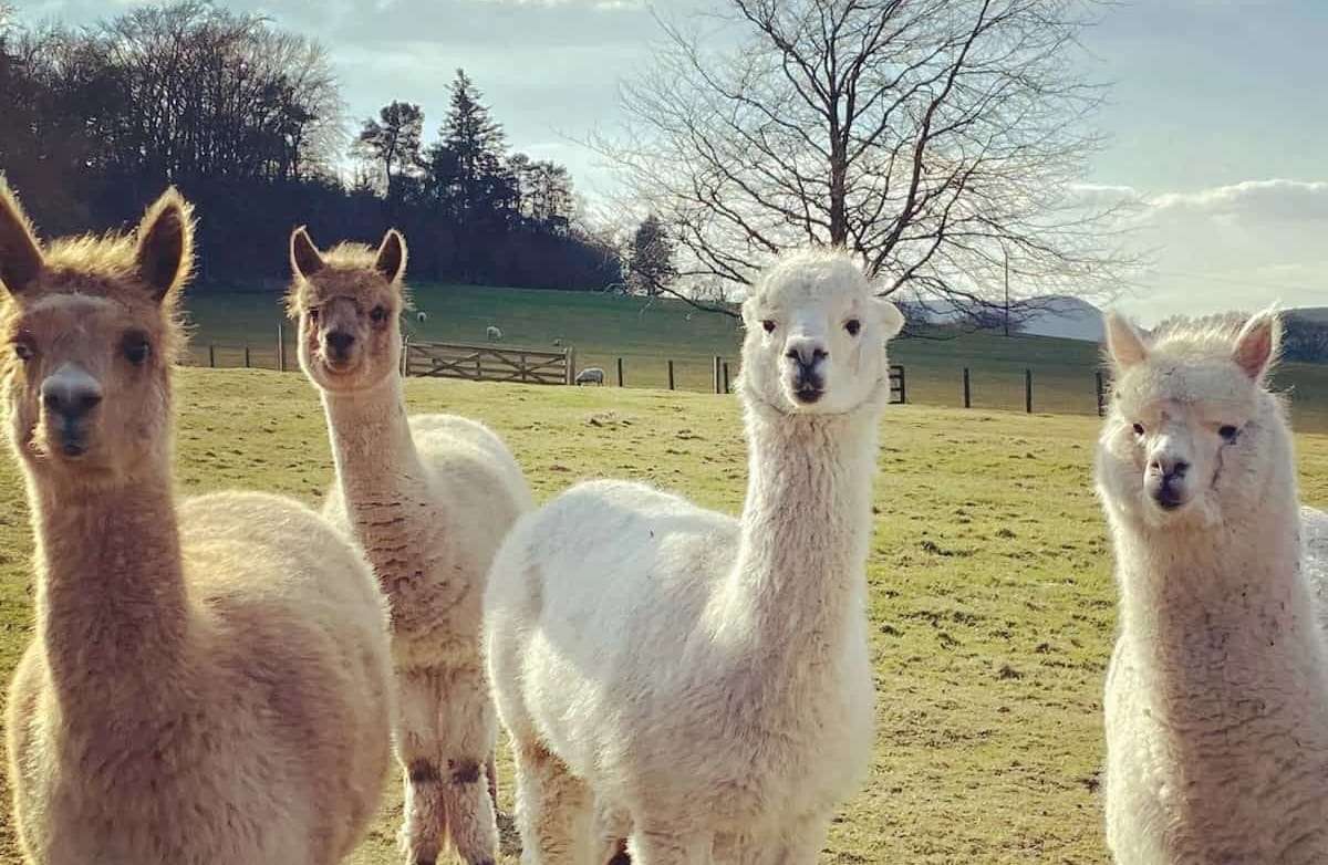 Castle Craig's Four Alpacas