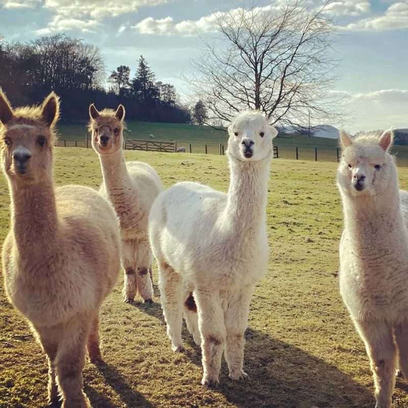Castle Craig's four alpacas