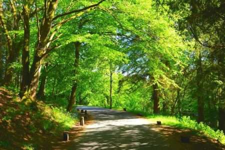 Castle Craig Forest Walkway
