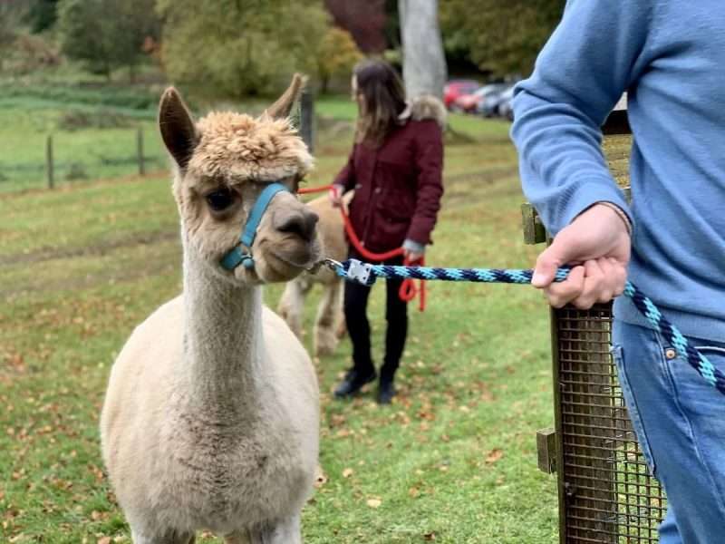 Castle Craig leading alpacas in therapy